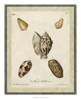 Bookplate Shells II