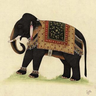 Elephant from India II