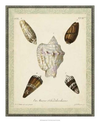 Bookplate Shells IV