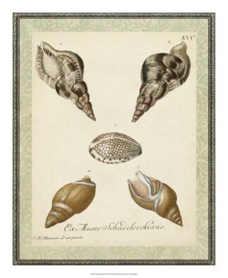 Bookplate Shells VIII