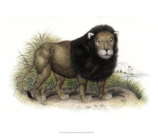 Lion from India I I