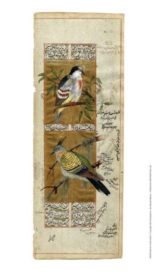 Bird Pair from India I