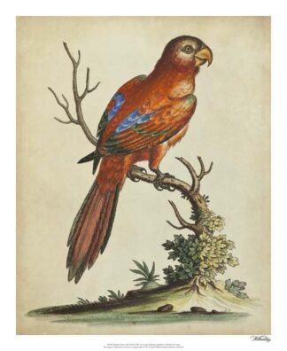 Paradise Parrots III