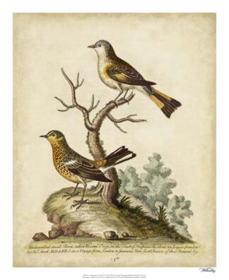 Companions in Nature IV