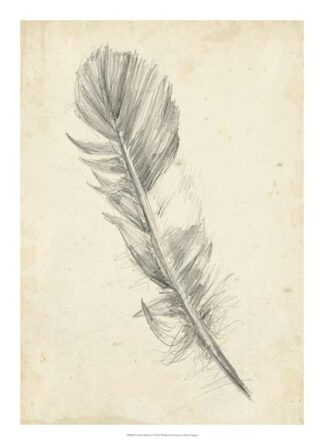 Feather Sketch I