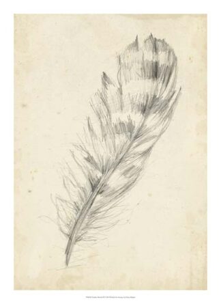 Feather Sketch II