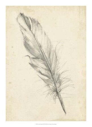 Feather Sketch III