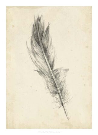 Feather Sketch IV