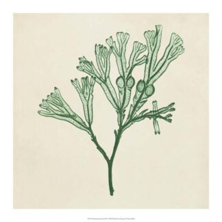 Chromatic Seaweed IV