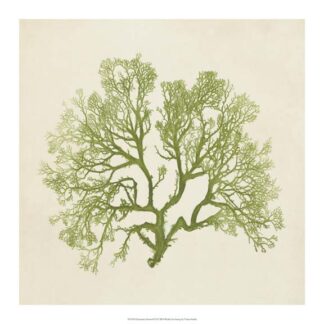 Chromatic Seaweed VI