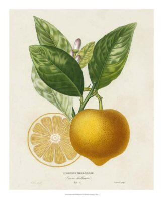 French Lemon Botanical III