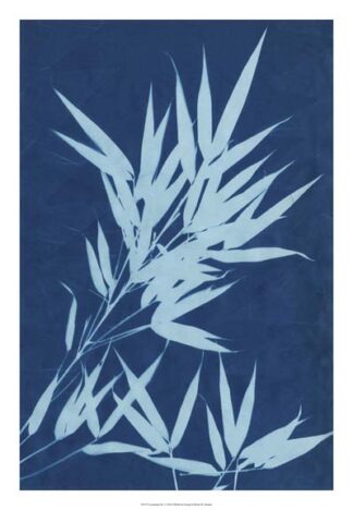 Cyanotype No.1
