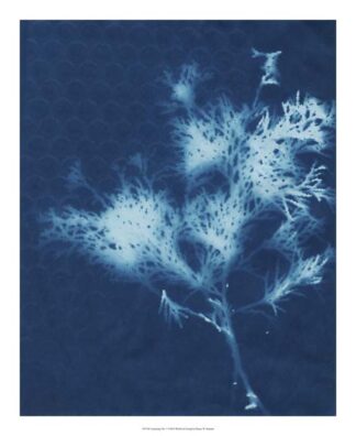 Cyanotype No.3