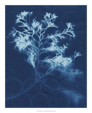 Cyanotype No.4