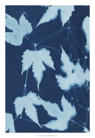 Cyanotype No.10