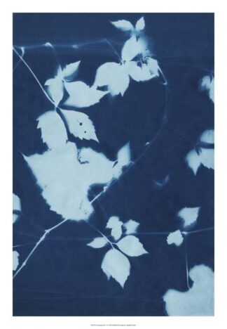 Cyanotype No.11