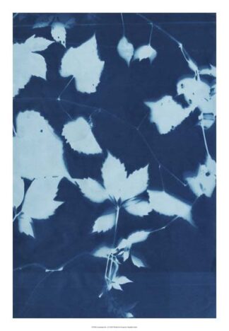 Cyanotype No.12