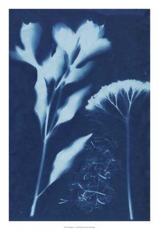 Cyanotype No.15
