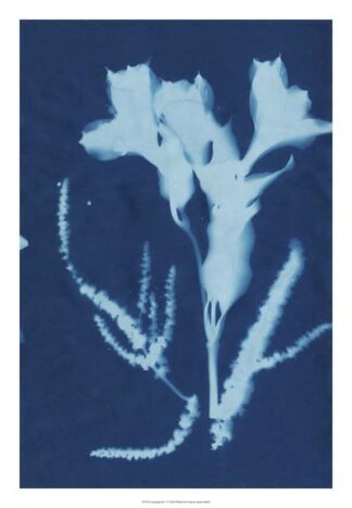 Cyanotype No.17