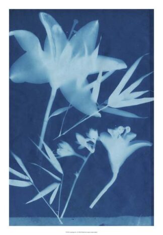 Cyanotype No.18