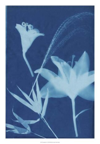 Cyanotype No.19