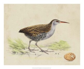 Meyer Shorebirds III