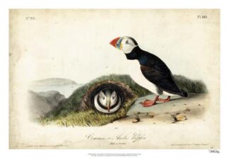 Audubon Arctic Puffin