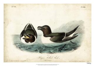 Audubon Razor-billed Auk