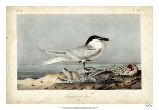 Audubon Sandwich Tern
