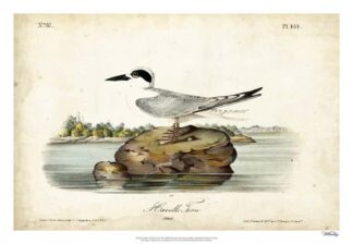 Audubon Havells Tern