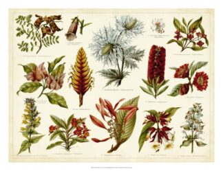Tropical Botany Chart I