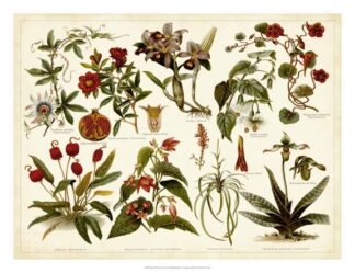 Tropical Botany Chart II