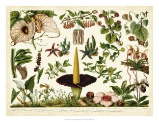 Tropical Botany Chart III