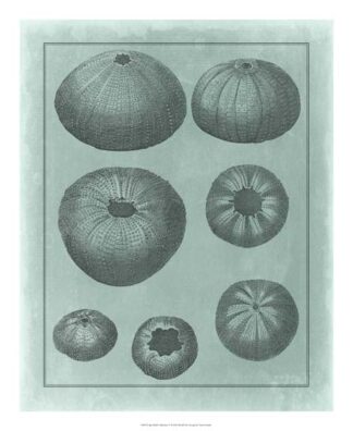 Spa Shell Collection V