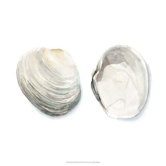 Watercolor Shells II