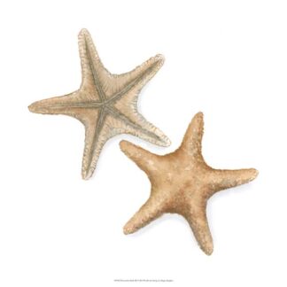 Watercolor Shells III