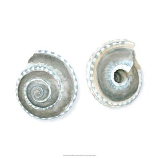 Watercolor Shells IV