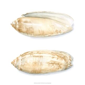 Watercolor Shells V