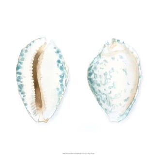 Watercolor Shells VI