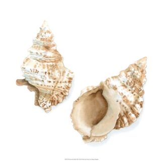Watercolor Shells VII