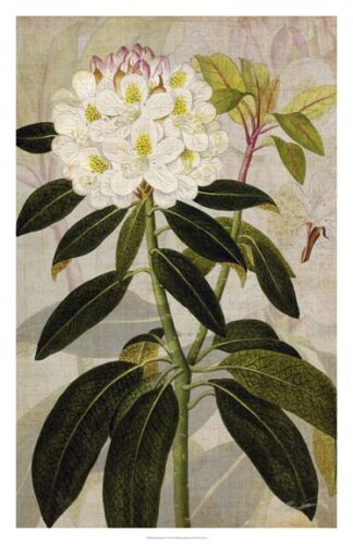 Rhododendron I