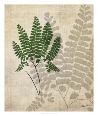 British Ferns II