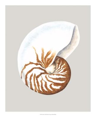 Nautilus