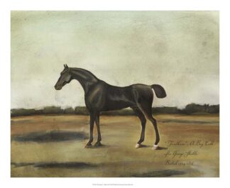 "Trentham," A Bay Colt