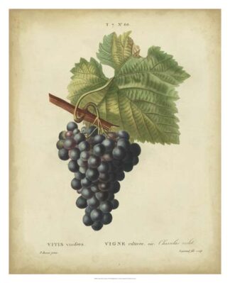 Antique Bessa Grapes I