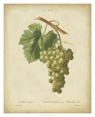 Antique Bessa Grapes II