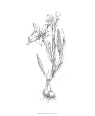 Botanical Sketch I