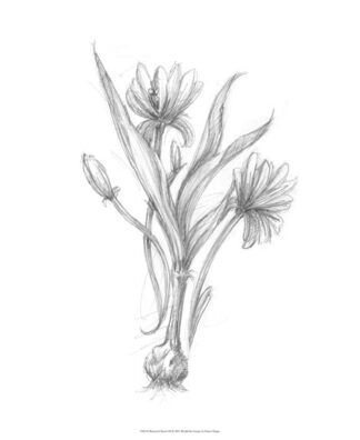 Botanical Sketch III