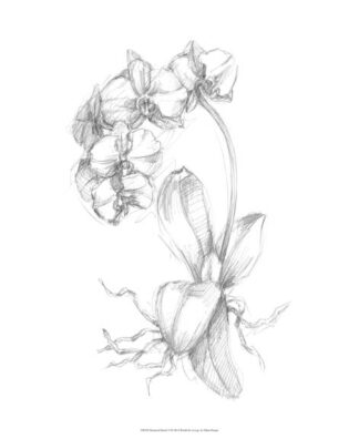 Botanical Sketch V