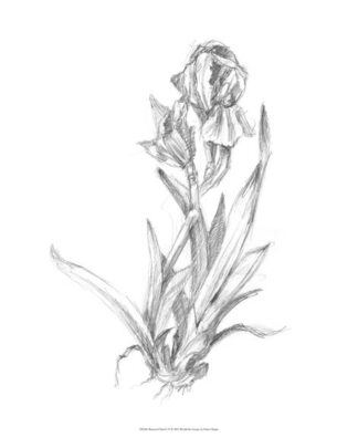 Botanical Sketch VI
